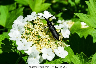 Great capricorn beetle (Cerambyx cerdo, Cerambyx longicorn) having robust elongated glossy body, extra long antennae, segmented legs. White Viburnum blossom, yellow stamens and green foliage texture 