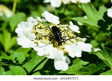 Great capricorn beetle (Cerambyx cerdo, Cerambyx longicorn) having robust elongated glossy body, extra long antennae, segmented legs. White Viburnum blossom, yellow stamens and green foliage texture 