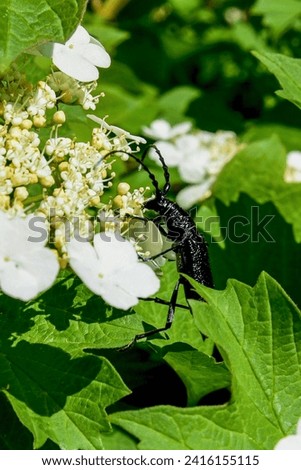 Great capricorn beetle (Cerambyx cerdo, Cerambyx longicorn) having long antennas and legs, black robust body with glossy chitin exoskeleton. Big insect eating pollen from viburnum blossom, side view.