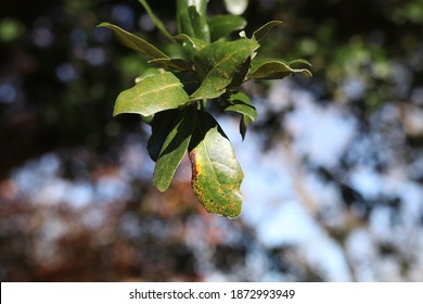 A great close up of a leaf