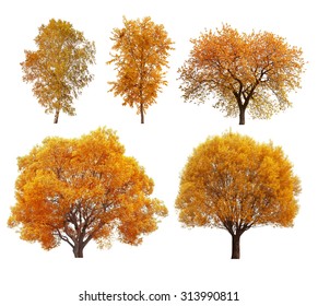 Great Collection Of Autumn Trees Isolated On White Background