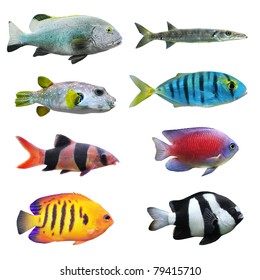 Great Collection Of A Tropical Fish On A White Background.