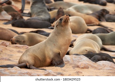 Great Colony Of Seals Fur At Cape Cross In Namibia