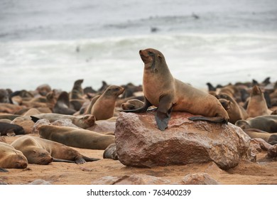 Great Colony Of Seals Fur At Cape Cross In Namibia