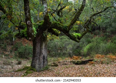 The Great Cork Tree Growing With Mosses And Ferns Is In The Autumn Forest In Sierra Nevada National Park. 