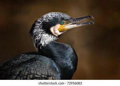 Great Cormorant