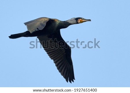 Great Cormorant bird flying with spread wings in a clear blue sky, closeup. Side view, frozen motion. Genus species Phalacrocorax carbo.