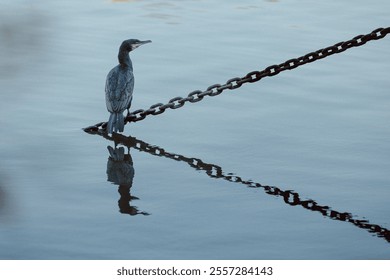 A great cormorant bird perched on cast-iron chain on the embankment is reflected on surface of water - Powered by Shutterstock