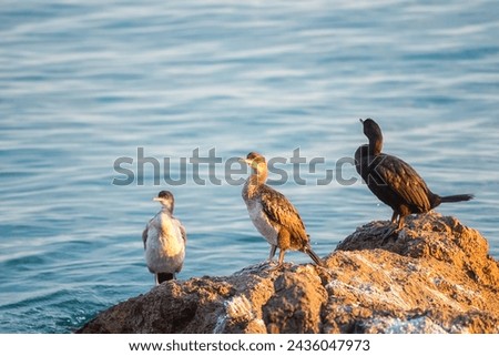 Great cormorant bird (Phalacrocorax carbo) on a stone at Mediterranean seacoast in sunset light, wild animal in nature, natural outdoor background