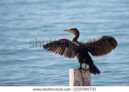 The great cormorant dries its feathers. Sea black bird.