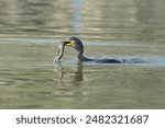 A Great Cormorant with fish caught in the lake. Cormorants are piscivorous, meaning they primarily feed on fish.