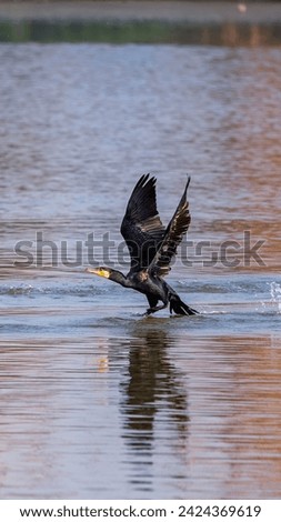 the great cormorant is a fishing bird which is found near most of the water bodies, rivers as well as near sea shores also. fish is the main food of this birds. It loves to live in groups.
