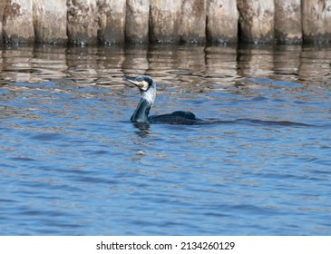 Great Cormorant Fishing In Dutch Canal.