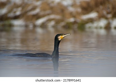 Great Cormorant Fishing On A River