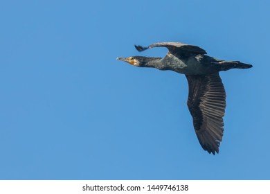 Great Cormorant in flight (Phalacrocorax carbo)