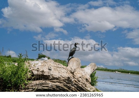 Great cormorant gull on an old fallen tree on the bank of the Danube