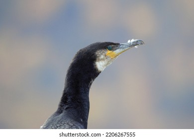 Great Cormorant Head And Neck Side Profile Closeup