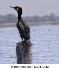 Great Cormorant; Nalsarovar Bird Sanctuary.