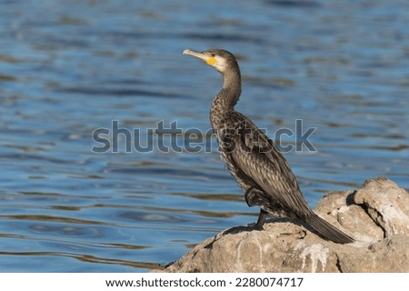 Great cormorant on rock at lake shore