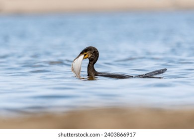 The great cormorant (Phalacrocorax carbo, black shag , kawau, great black cormorant, great cormorant) - a great black shorebird cathing flounder - a flatfish