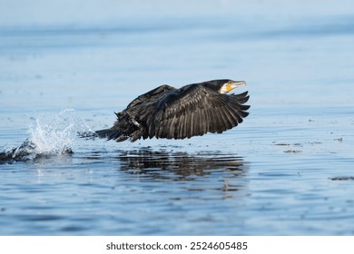 Great cormorant - Phalacrocorax carbo, black shag, Great black cormorant starts to fly with spread wings and blue water in background. Photo from Szczecin Lagoon in Poland.	 - Powered by Shutterstock