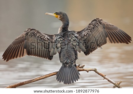 A great cormorant (Phalacrocorax carbo) drying its wings after a swim at a lake.