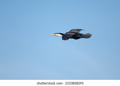 Great Cormorant Phalacrocorax Carbo In Flight. Sarpan Island. Iles De La Madeleine National Park. Dakar. Senegal.