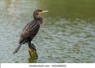 The great cormorant (Phalacrocorax carbo), known as the great black cormorant, the black cormorant, the large cormorant or the black shag. single bird on post in water, Romania, Dobrogea.