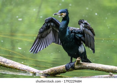 The great cormorant, Phalacrocorax carbo known as the great black cormorant across the Northern Hemisphere, the black cormorant in Australia and the black shag further south in New Zealand