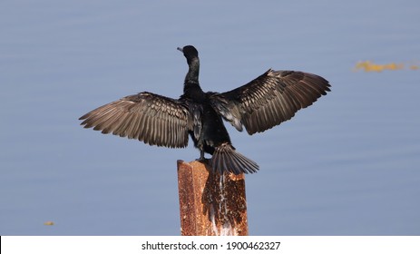 The great cormorant (Phalacrocorax carbo), known as the black shag in New Zealand and formerly also known as the great black cormorant across the Northern Hemisphere, the black cormorant in Australia.
