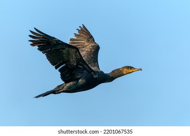  The great cormorant (Phalacrocorax carbo), known as the black shag in New Zealand, great black cormorant or black cormorant. In flight. Gelderland in the Netherlands. Blue sky background.            