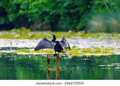 The great cormorant, Phalacrocorax carbo, known as the great black cormorant, in a river - Powered by Shutterstock