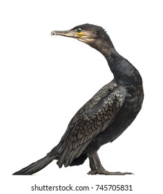 Great Cormorant, Phalacrocorax carbo, also known as the Great Black Cormorant against white background