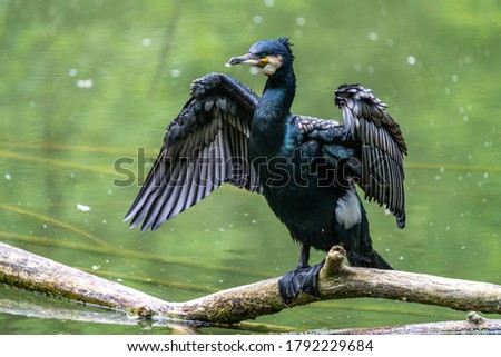 The great cormorant, Phalacrocorax carbo known as the great black cormorant across the Northern Hemisphere, the black cormorant in Australia and the black shag further south in New Zealand