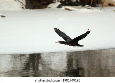 great cormorant Phalacrocorax carbo on snow winter river in flight