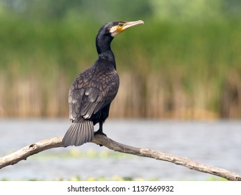 Great cormorant, Phalacrocorax carbo,  single bird on branch, Hungary, July 2018
