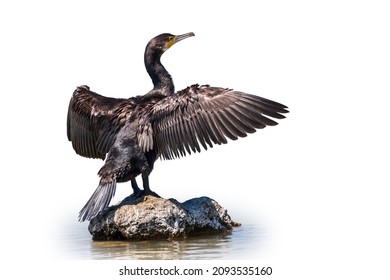 Great Cormorant, Phalacrocorax Carbo, Sits On Stone And Dries Its Wings On The Wind, Isolated On White Background. The Great Cormorant, Known As The Great Black Cormorant, Or The Black Shag.