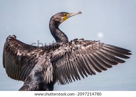 Great cormorant, Phalacrocorax carbo, sits on stone and dries its wings on the wind. The great cormorant, Phalacrocorax carbo, known as the great black cormorant, or the black shag.