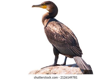 Great cormorant, Phalacrocorax carbo, standing in water on the sea shore, isolated on white background. The great cormorant, Phalacrocorax carbo, known as the great black cormorant, or the black shag.