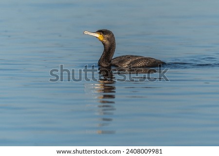 Great cormorant (Phalacrocorax carbo) swimming in the water in search of food. Bas-Rhin, Alsace,Grand Est, France, Europe.