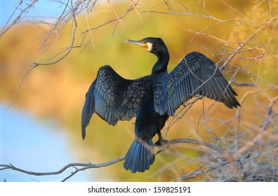Great Cormorant, spreading its wings