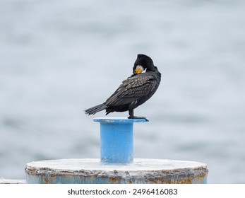 A Great Cormorant standing on a pier, cloudy day in summer, Sellin (Ruegen, Germany) - Powered by Shutterstock