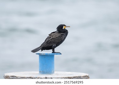 A Great Cormorant standing on a pier, cloudy day in summer, Sellin (Ruegen, Germany) - Powered by Shutterstock