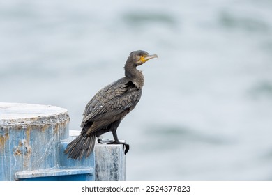 A Great Cormorant standing on a pier, cloudy day in summer, Sellin (Ruegen, Germany) - Powered by Shutterstock