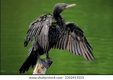 Great Cormorant waiting on tree trunk till dry itself