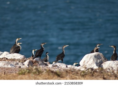 Great Cormorants Phalacrocorax Carbo In Sarpan Island. Iles De La Madeleine National Park. Dakar. Senegal.