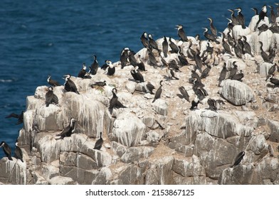 Great Cormorants Phalacrocorax Carbo In Sarpan Island. Iles De La Madeleine National Park. Dakar. Senegal.