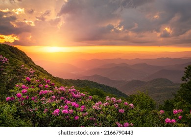 The Great Craggy Mountains along the Blue Ridge Parkway in North Carolina, USA with Catawba Rhododendron during a spring season sunset. - Shutterstock ID 2166790443