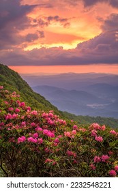The Great Craggy Mountains along the Blue Ridge Parkway in North Carolina, USA with Catawba Rhododendron during a spring season sunset. - Shutterstock ID 2232548221