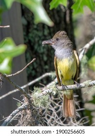 Great Crested Fly Catcher Bird - Myiarchus Crinitus - With Yellow Belly With Cicada Fly Captured In Beak